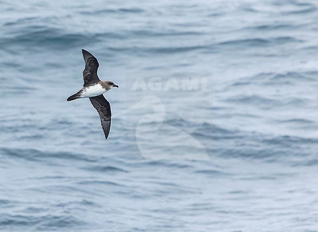 Atlantic Petrel (Pterodroma incerta) at open ocean near Tristan da Cunha. stock-image by Agami/Martijn Verdoes,