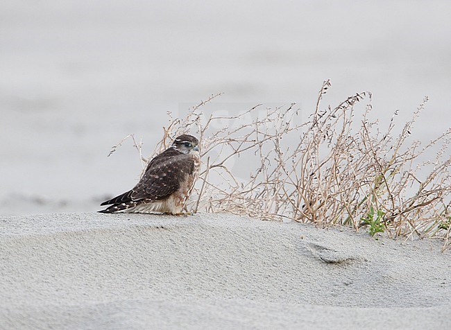 Smelleken; Merlin (Falco columbarius) stock-image by Agami/Arie Ouwerkerk,