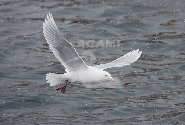 Volwassen Grote Burgemeester in vlucht; Adult Glaucous Gull in flight stock-image by Agami/Jari Peltomäki,