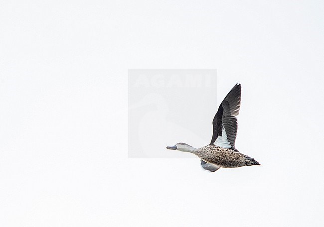 Grey Teal (Anas gracilis) in New Zealand. stock-image by Agami/Marc Guyt,