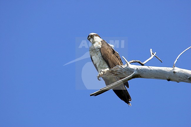 American Osprey (Caribbean), Pandion haliaetus ridgwayi stock-image by Agami/Pete Morris,