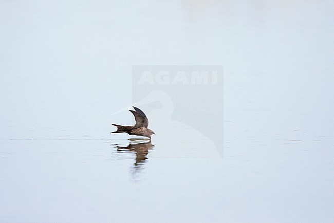 Common Swift (Apus apus) in the Netherlands. Drinking water in flight. stock-image by Agami/Ran Schols,