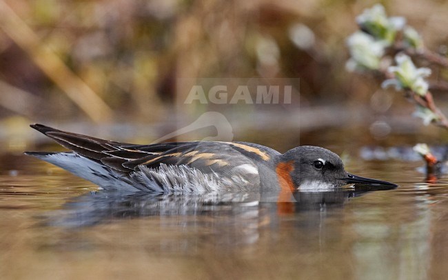 Volwassen Grauwe Franjepoot foeragerend; Red-necked Phalarope adult foraging stock-image by Agami/Jari Peltomäki,