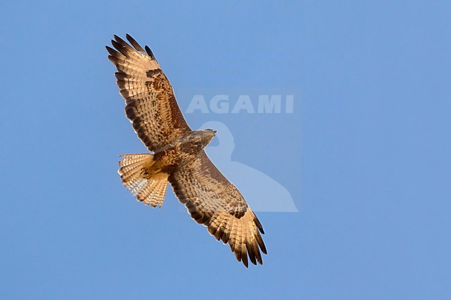 Steppebuizerd in de vlucht; Steppe Buzzard in flight stock-image by Agami/Daniele Occhiato,