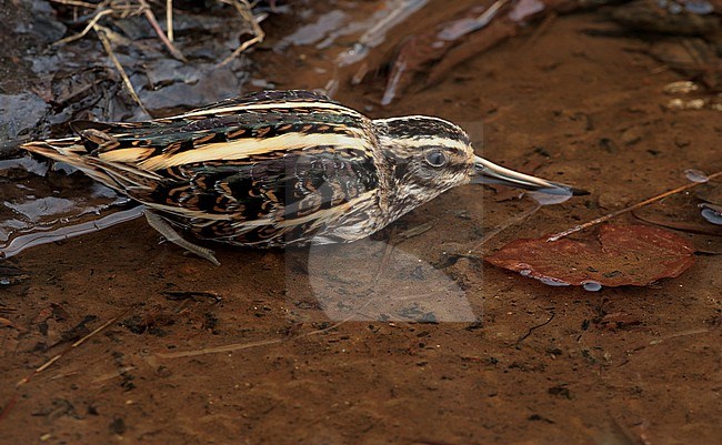 Jack Snipe, Lymnocryptes minimus lying down and keep calm in a narrow ditch ,relying on its camouflage, seen from the side stock-image by Agami/Fred Visscher,