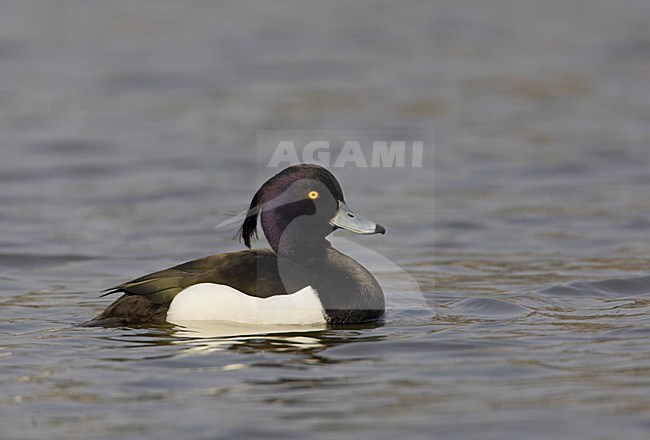 Zwemmende Kuifeend; Swimming Tufted Duck stock-image by Agami/Markus Varesvuo,