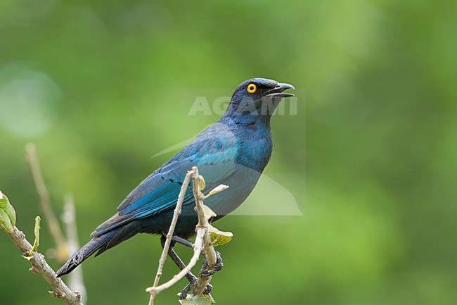 Groenstaart glansspreeuw, Greater Blue-eared Starling stock-image by Agami/Wil Leurs,