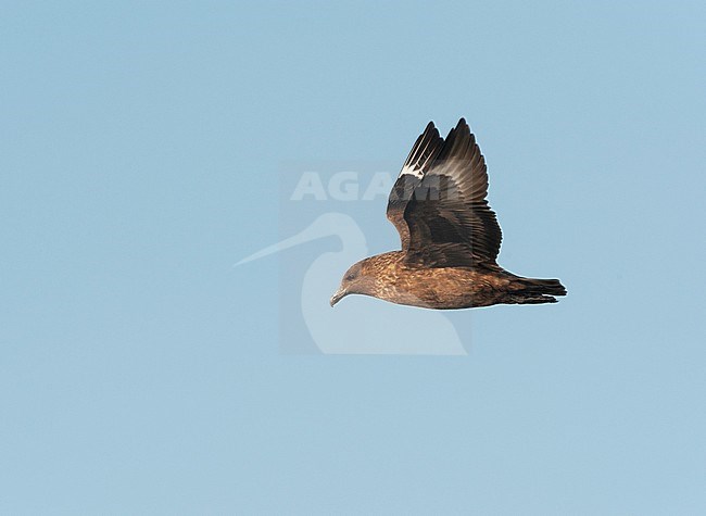 Second calendar year Great Skua (Stercorarius skua) flying over the Atlantic ocean off fisterra, Spain. With blue sky as background. stock-image by Agami/Dani Lopez-Velasco,