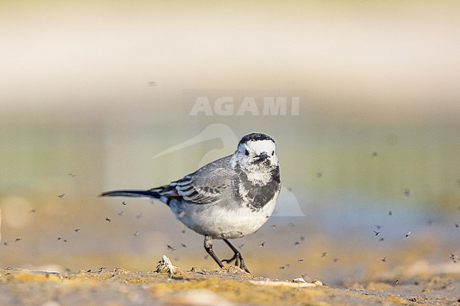  stock-image by Agami/Menno van Duijn,