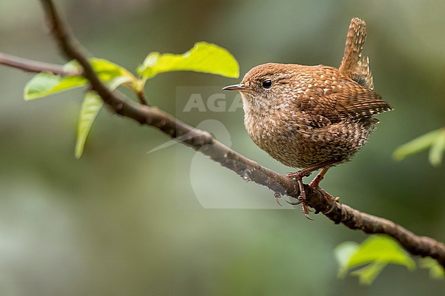 Winter Wren (Troglodytes hiemalis) Perched on a branch in USA stock-image by Agami/Dubi Shapiro,