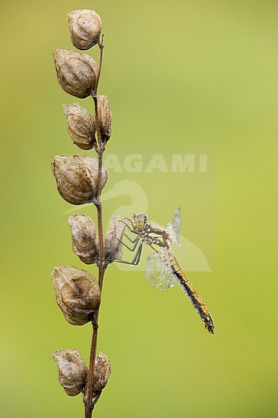 Zwarte heidelibel; Black darter; stock-image by Agami/Walter Soestbergen,