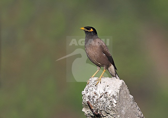 Common Myna (Acridotheres tristis) a species of bird that has adapted extremely well to urban environments. stock-image by Agami/Andy & Gill Swash ,