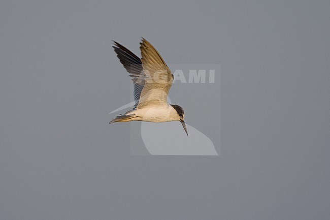 Saunders Dwergstern in vlucht; Saunders's Tern in flight stock-image by Agami/Daniele Occhiato,