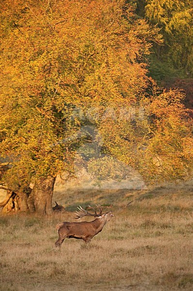 Edelhert man; Red deer male stock-image by Agami/Han Bouwmeester,