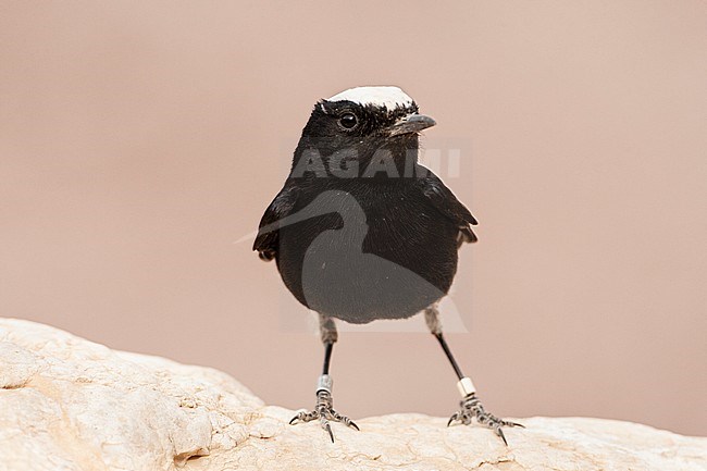 A banded White-crowned Wheatear (Oenanthe leucopyga) in desert canyon near Eilat, Israel. stock-image by Agami/Marc Guyt,