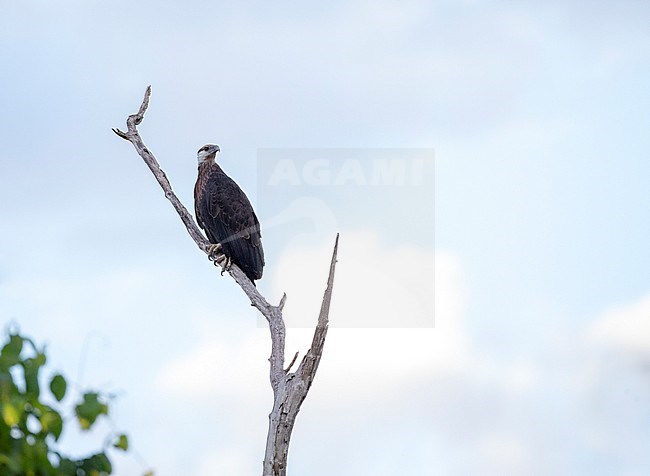 Critically endangered Madagascan Fish Eagle (Haliaeetus vociferoides), also known as Madagascar Sea-Eagle, perched in a tree along the edge of a freshwater lake in Ankarafantsika National Park. One of the rarest birds on Earth stock-image by Agami/Marc Guyt,