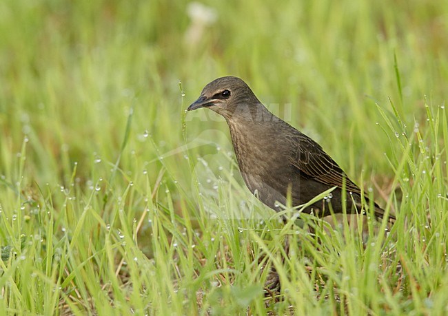 Jonge Spreeuw, Common Starling immature stock-image by Agami/Markus Varesvuo,