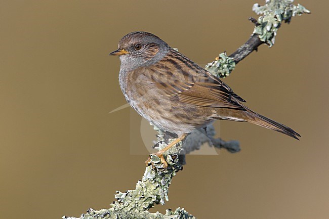 Heggenmus zittend op tak, Dunnock perched on branch stock-image by Agami/Daniele Occhiato,