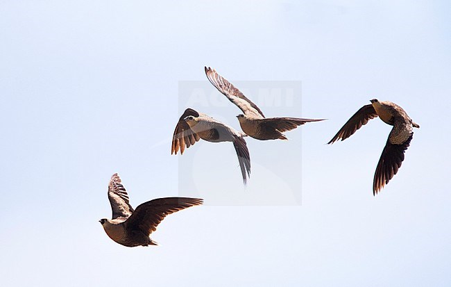Madagaskarzandhoen in vlucht; Madagascar Sandgrouse (Pterocles personatus) in flight stock-image by Agami/Marc Guyt,