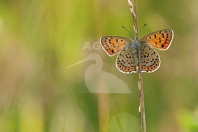 Bruine vuurvlinder / Sooty Copper (Lycaena tityrus) stock-image by Agami/Wil Leurs,