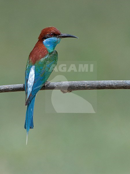 Maleise Bijeneter, Blue-throated Bee-eater stock-image by Agami/Alex Vargas,