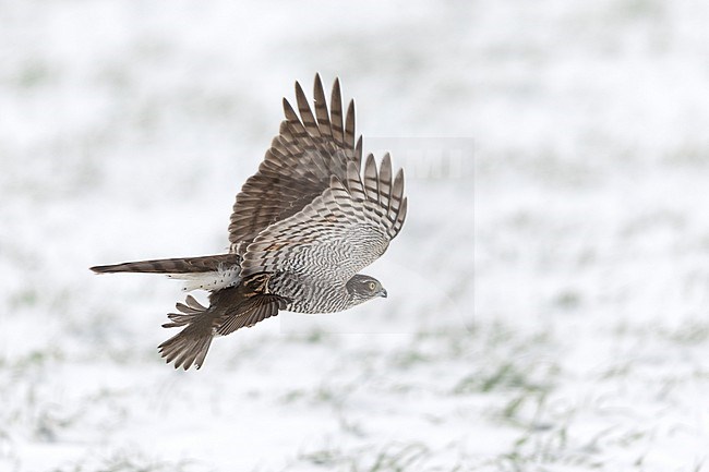 First winter female Eurasian Sparrowhawk (Accipiter nisus) with a newly caught Redwing flying over a snow-covered field at Rudersdal, Denmark stock-image by Agami/Helge Sorensen,