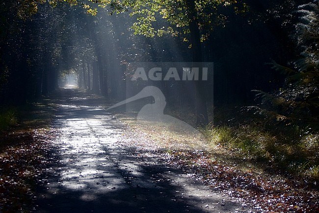 Autumn in Duc de Brabant, Netherlands. stock-image by Agami/Bas Haasnoot,