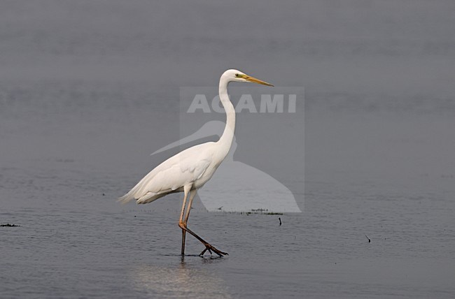 Foeragerende Grote Zilverreiger; Foraging Great Egret stock-image by Agami/Reint Jakob Schut,