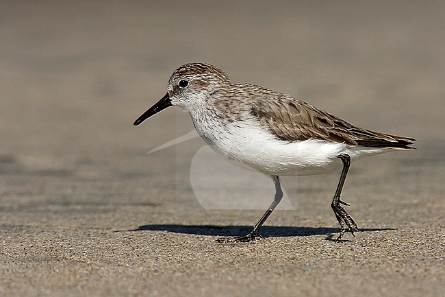 Adult non-breeding Semipalmated Sandpiper (Calidris pusilla) walking on the beach at Los Angeles County, California, USA. Moulting to summer plumage. stock-image by Agami/Brian E Small,