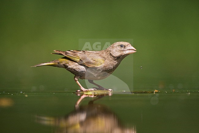 Vrouwtje Groenling drinkende; Female European Greenfinch drinking stock-image by Agami/Marc Guyt,