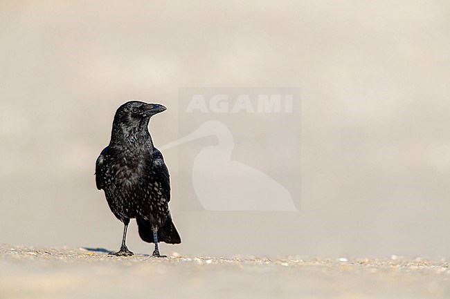 Carrion Crow (Corvus corone) in Katwijk, Netherlands. stock-image by Agami/Marc Guyt,