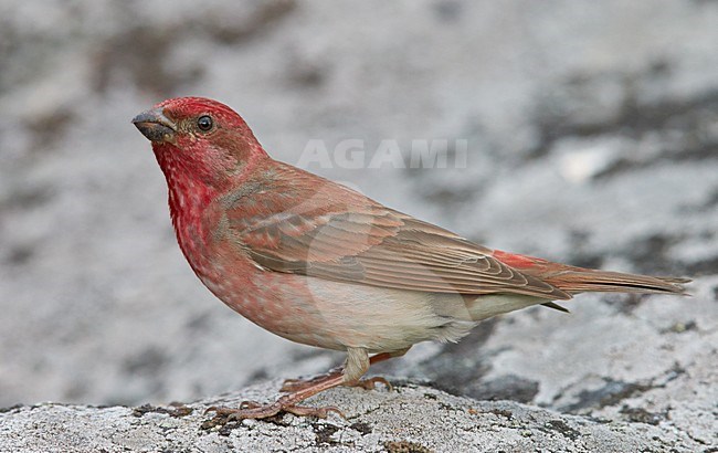 Volwassen mannetje Roodmus; Adult summer Male Common Rosefinch stock-image by Agami/Markus Varesvuo,