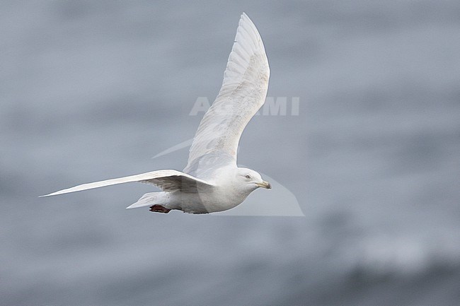 Iceland Gull (Larus glaucoides), side view of an immature individual in flight, Southern Region, Iceland stock-image by Agami/Saverio Gatto,