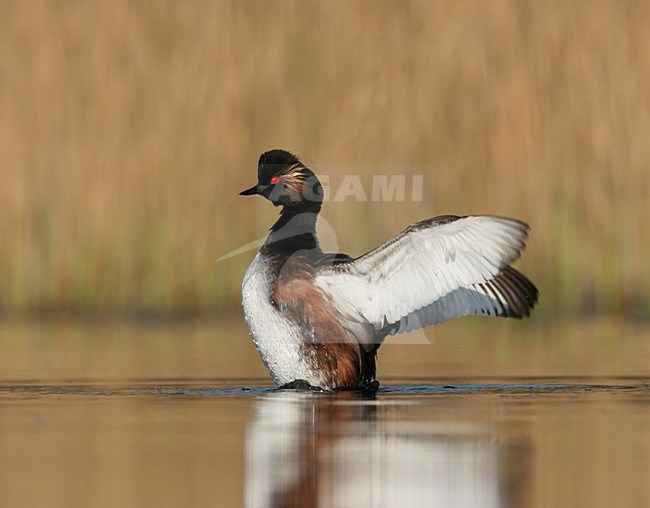 Black-necked Grebe adult summerplumage bathing in water Netherlands, Geoorde Fuut adult zomerkleed badderend in water Nederland stock-image by Agami/Menno van Duijn,