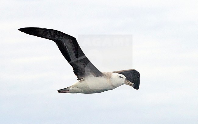 Black-browed Albatross (Talassarche melanophris), juvenile in flight seen from below, off Western Cape, South Africa. stock-image by Agami/Saverio Gatto,