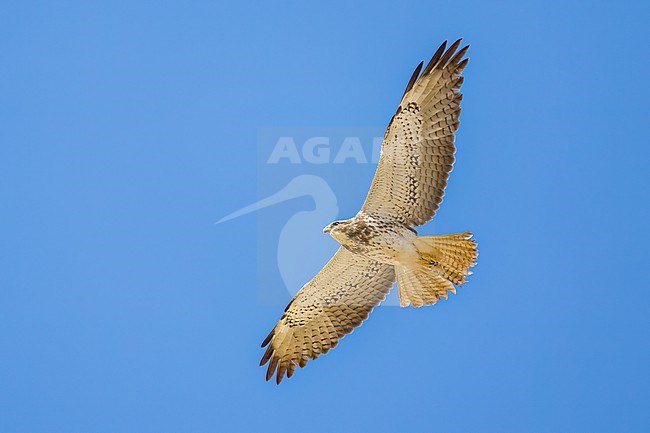 Juvenile (intermediate morph)
San Diego Co., CA
April 2023 stock-image by Agami/Brian E Small,