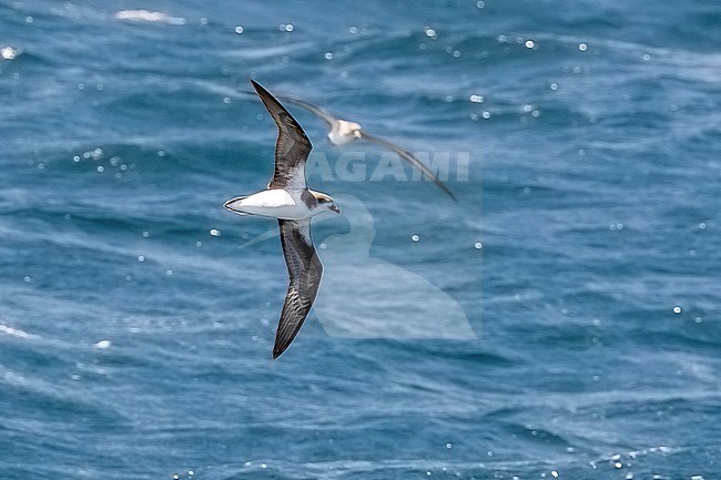 Cape Verde Petrel (Pterodroma feae) flying off Raso, Cape Verde. stock-image by Agami/Vincent Legrand,