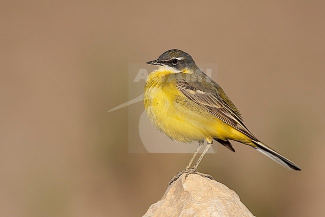 Iberian Yellow Wagtail - Spanische Schafstelze - Motacilla flava ssp. iberiae, Mallorca, adult male stock-image by Agami/Ralph Martin,