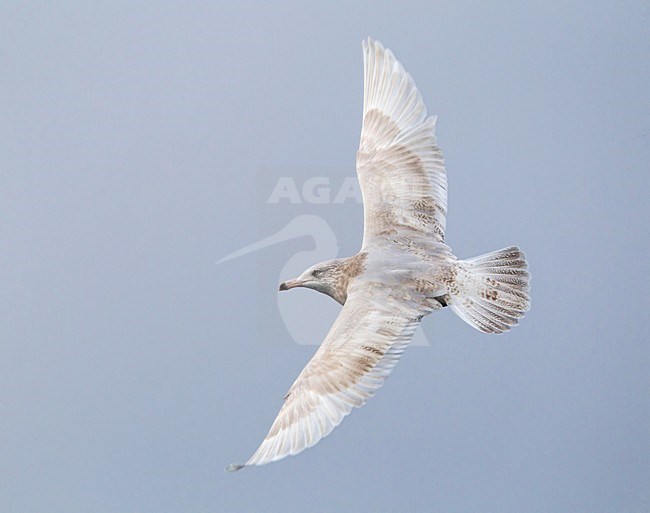 Grote Burgemeester, Glaucous Gull, Larus hyperboreus stock-image by Agami/Hugh Harrop,