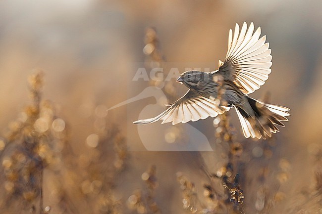 Common Reed Bunting (Emberiza schoeniclus) in Italy. stock-image by Agami/Daniele Occhiato,