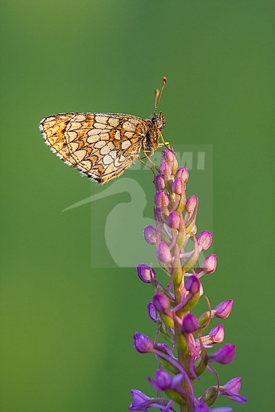 Melitaea parthenoides - Meadow fritillary - Westlicher Scheckenfalter, Germany (Baden-Württemberg), imago stock-image by Agami/Ralph Martin,