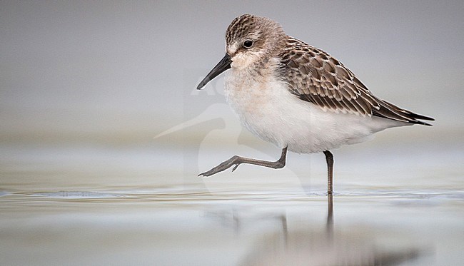 Semipalmated Sandpiper (Calidris pusilla) stock-image by Agami/Ian Davies,