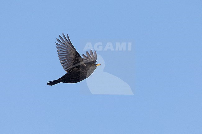 Adult male Common Blackbird (Turdus merula) in flight at Rudersdal, Denmark stock-image by Agami/Helge Sorensen,