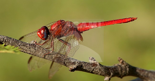 Mannetje Vuurlibel, Male Crocothemis erythraea stock-image by Agami/Wil Leurs,