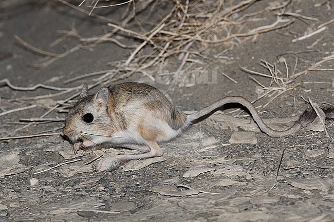 Northern three-toed jerboa (Dipus sagitta) active during the night in a Mongolian Desert stock-image by Agami/James Eaton,