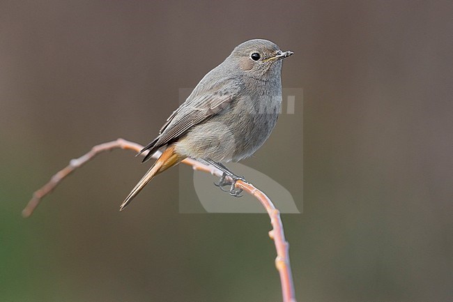 Wintering female Black Redstart (Phoenicurus ochruros gibraltariensis) in Italy. stock-image by Agami/Daniele Occhiato,