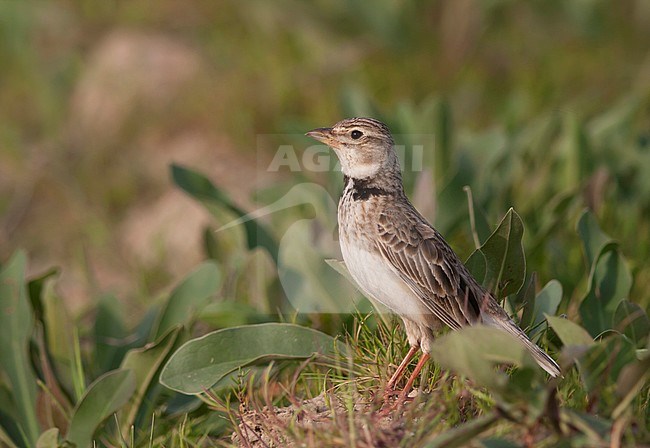 Calandra Lark (Melanocorypha calandra ssp. hebraica); Turkey, adult stock-image by Agami/Ralph Martin,