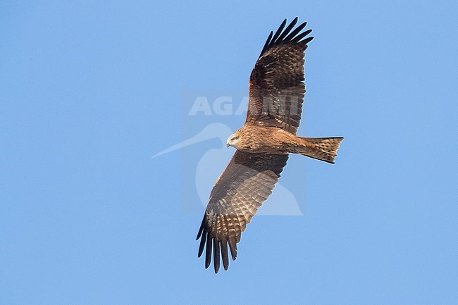 Black Kite (Milvus migrans), adult in flight stock-image by Agami/Saverio Gatto,