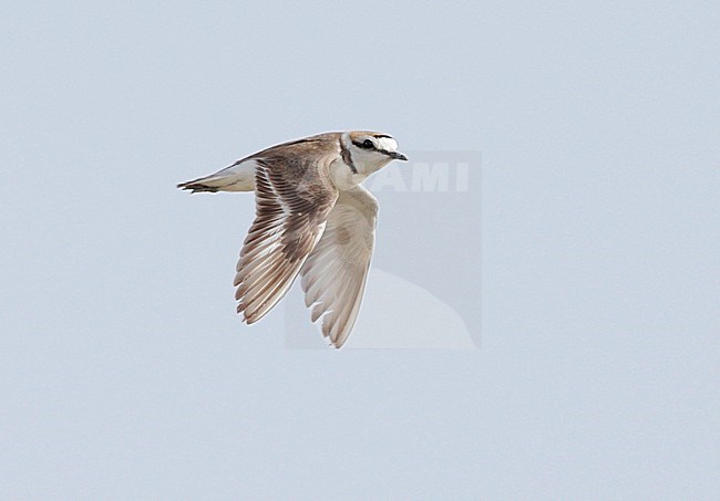 Breeding male Kentish Plover (Charadrius alexandrinus) in flight stock-image by Agami/Mike Danzenbaker,