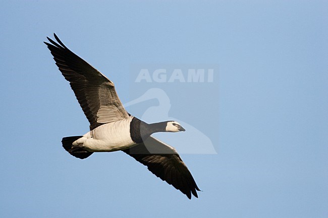 Brandgans in de vlucht; Barnacle Goose in flight stock-image by Agami/Menno van Duijn,